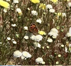 Chaenactis fremontii