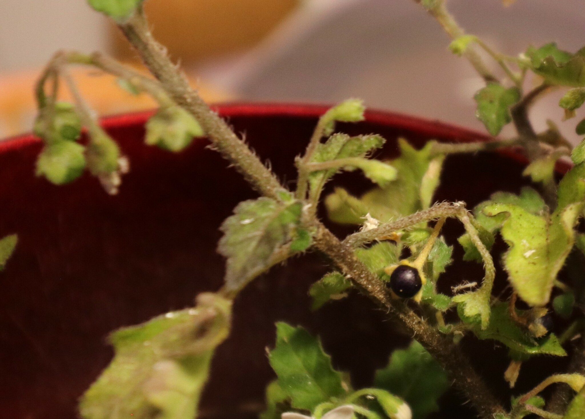 Solanum X procurrens