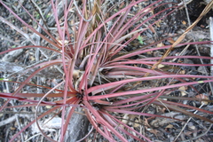 Tillandsia fasciculata