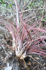 Tillandsia fasciculata