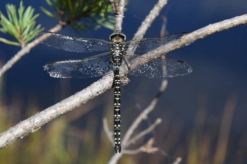 Subarctic Darner