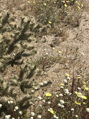 Chaenactis fremontii