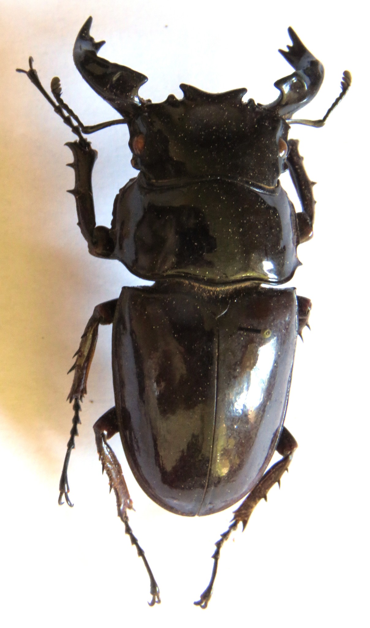 Mesotopus tarandus