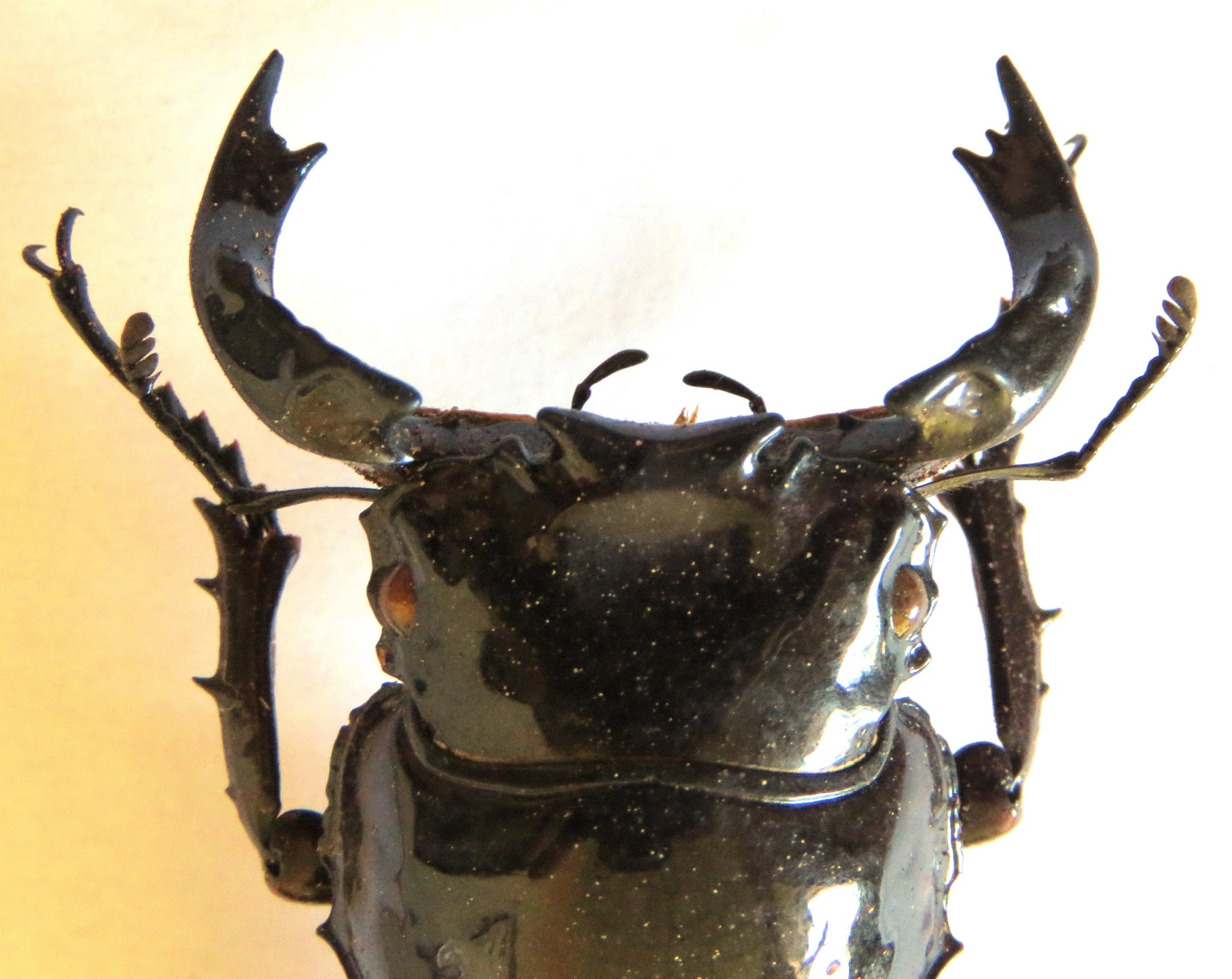 Mesotopus tarandus