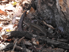 Sceloporus nelsoni