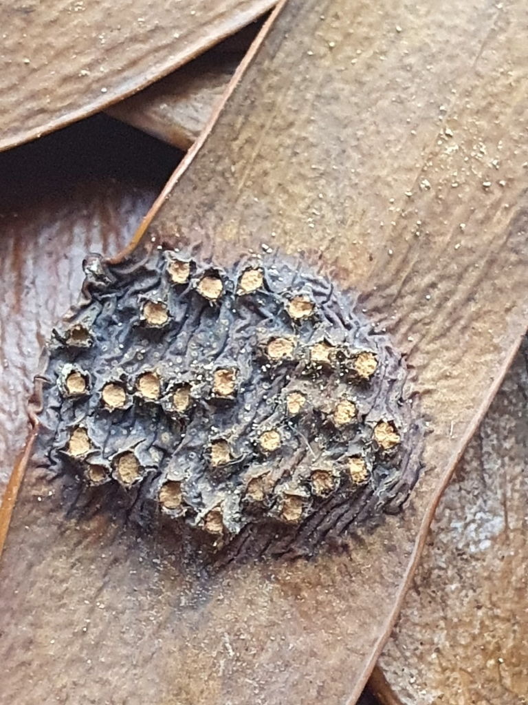 Araucariomycetineae