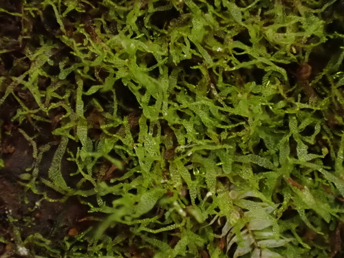 Hymenophyllum tayloriae