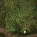 Hymenophyllum tayloriae - Photo (c) Aster Ayer, algunos derechos reservados (CC BY-NC), subido por Aster Ayer