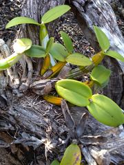 Myrmecophila tibicinis
