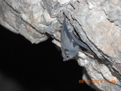 Balantiopteryx plicata