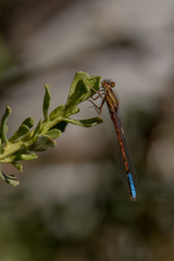 Protallagma titicacae