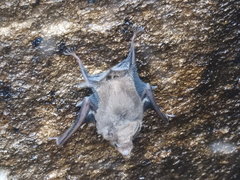 Balantiopteryx plicata
