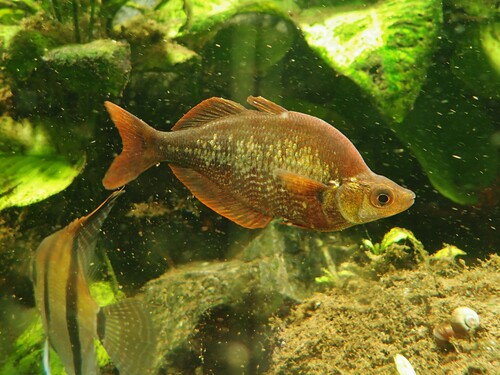 Red rainbowfish (Glossolepis incisus) — Melanotaeniidae — 3