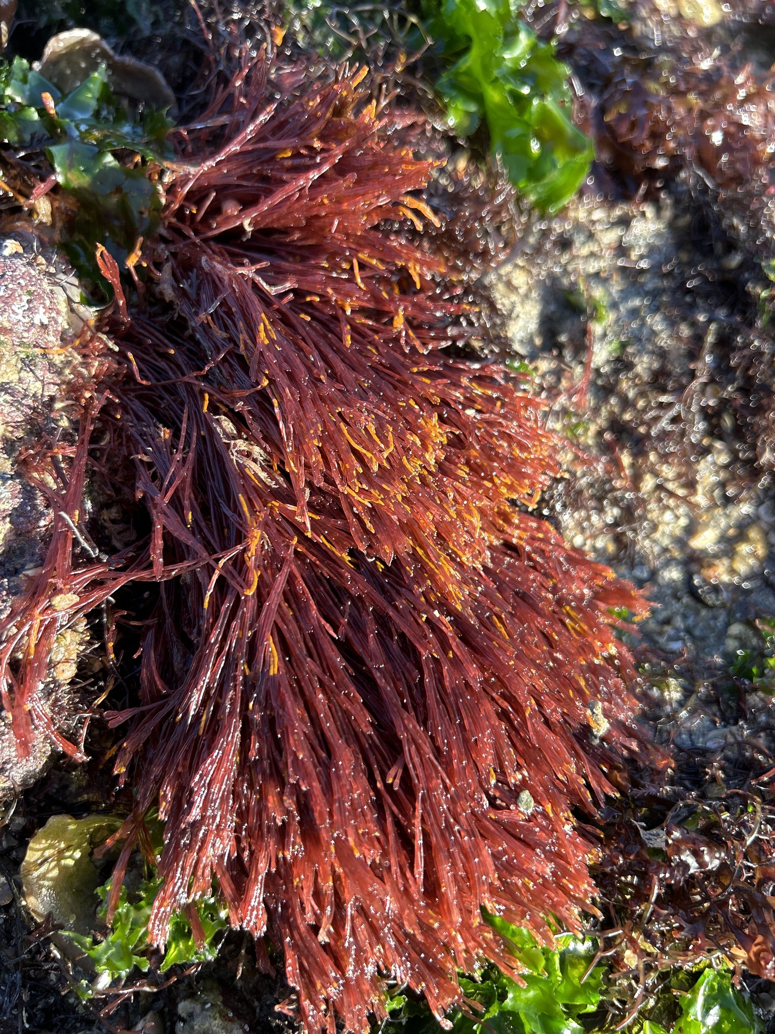 Bornetia secundiflora