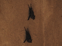 Balantiopteryx plicata