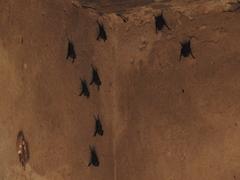 Balantiopteryx plicata