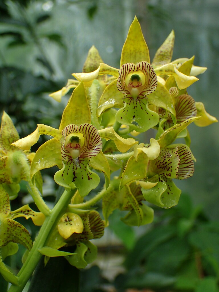 Pastor's Orchid