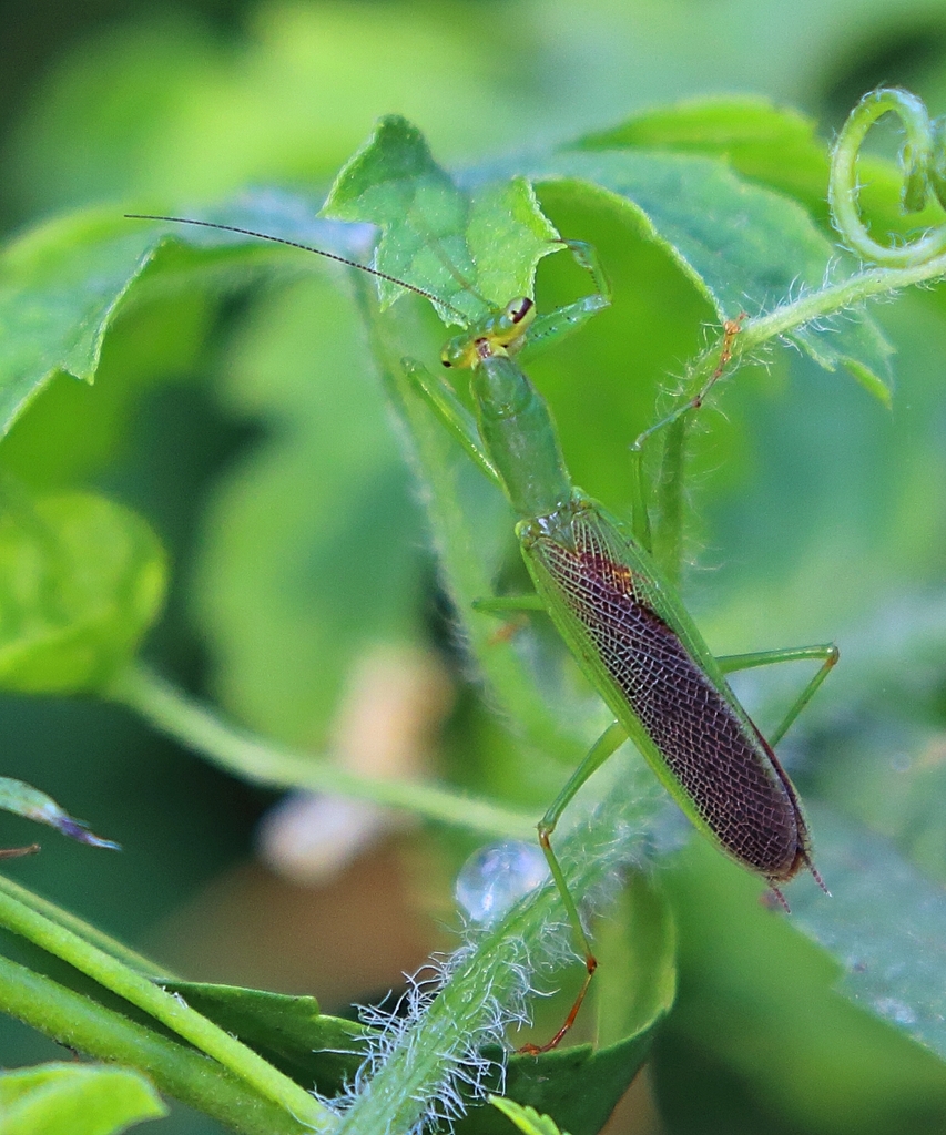 Odontomantis micans