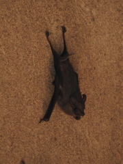 Balantiopteryx plicata
