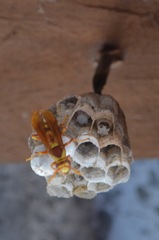 Polistes carnifex carnifex