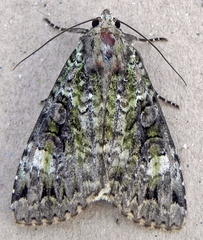 Anaplectoides prasina