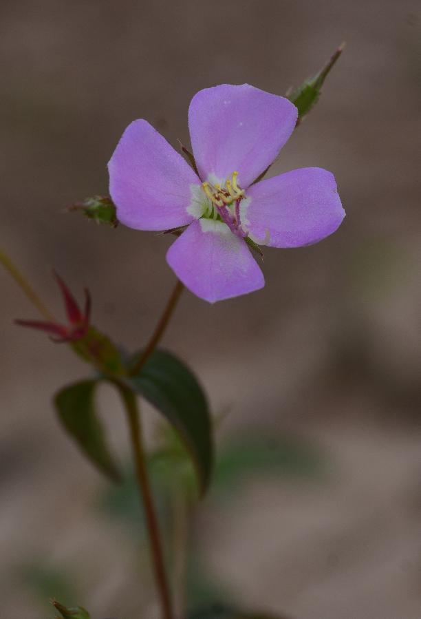 Pterogastra minor