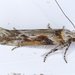 Gnorimoschema gallaesolidaginis - Photo (c) Stuart Tingley, algunos derechos reservados (CC BY-NC), subido por Stuart Tingley