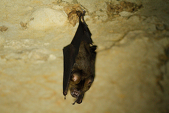Hipposideros armiger