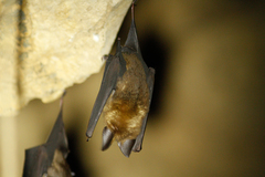 Hipposideros armiger