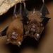 Great Roundleaf Bat - Photo (c) Julien Renoult, some rights reserved (CC BY), uploaded by Julien Renoult