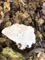Trametes versicolor image