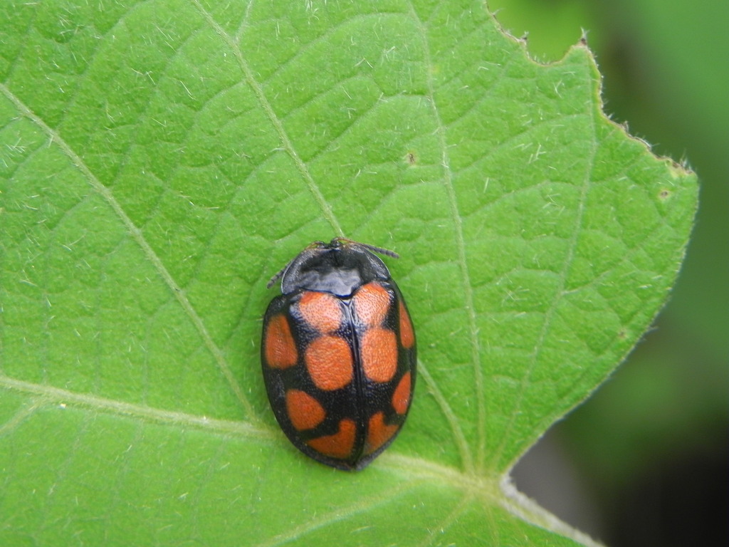 Mesomphaliini from Tolimán, Jal., Mexico on July 22, 2010 at 06:21 PM ...