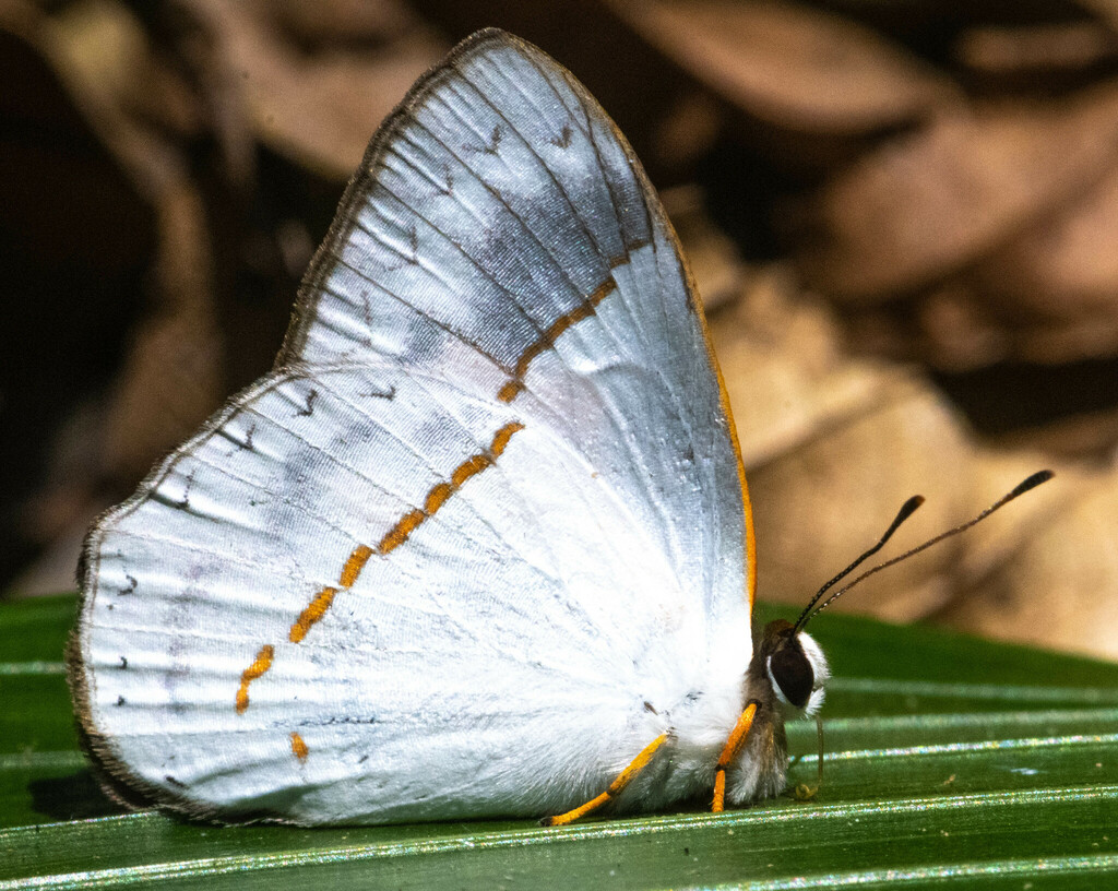 Erythia teleclus