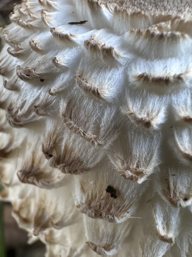 Leucocoprinus nympharum