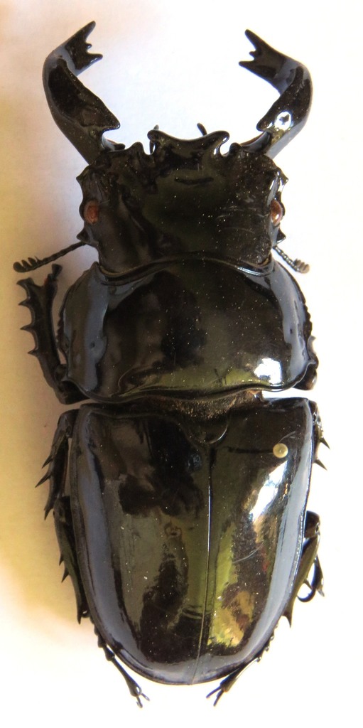 Ingomaurer 　Mesotopus tarandus Congo Mesotopus Tarandus Stag Beetle Stock Image - Image of jungle