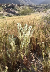 Cryptantha barbigera barbigera