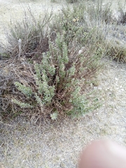 Isocoma hartwegii