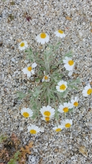Eriophyllum wallacei rubellum
