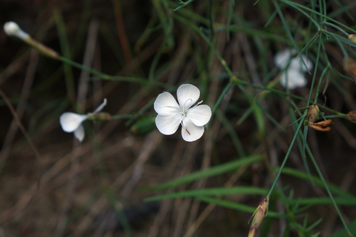 Dianthus cretaceus, photograph 4