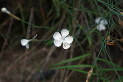 Dianthus cretaceus, photograph (c) Oleg Kosterin, some rights reserved (CC BY)
