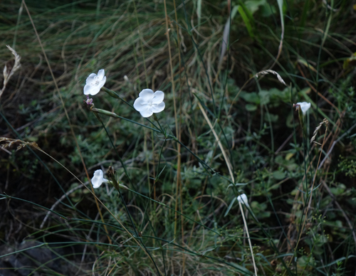 Dianthus cretaceus, photograph 5