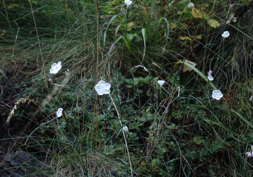 Dianthus cretaceus, photograph 6