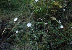 Dianthus cretaceus, photograph (c) Oleg Kosterin, some rights reserved (CC BY)