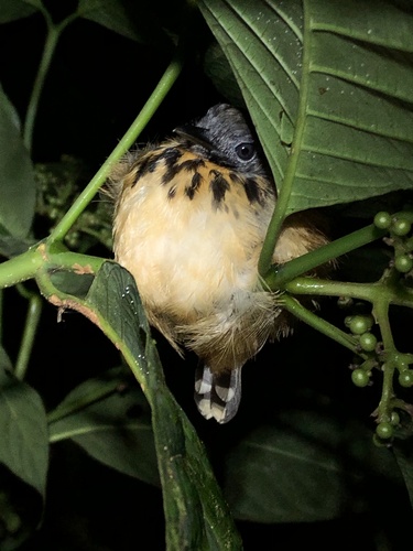 Spot-backed Antbird (Hylophylax naevius), photo 7