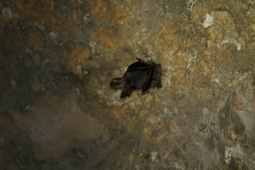 Megaderma spasma