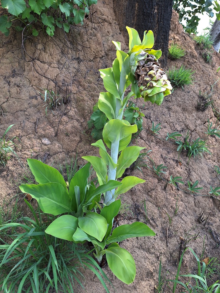 Ensete homblei
