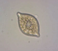 Rhaphoneis amphiceros