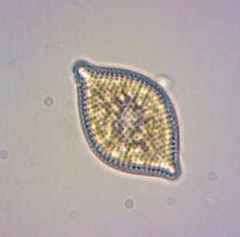 Rhaphoneis amphiceros