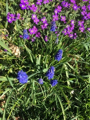 Muscari armeniacum