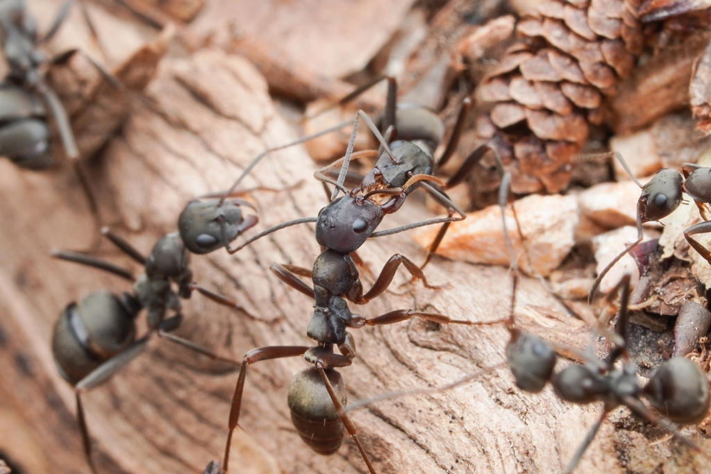 Japanese Amazon Ant (Polyergus samurai) · iNaturalist